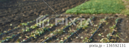 Blurry view of freshly planted crops with green patch on fertile farm land Blurry view of freshly planted crops with green patch on fertile farm land 136592131