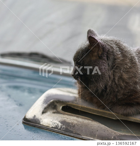 Black cat resting on car hood with frosty fur in cold weather Black cat resting on car hood with frosty fur in cold weather 136592167