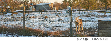 Lonely dog in snowy rural yard with rustic fence and shed on a cold winter Lonely dog in snowy rural yard with rustic fence and shed on a cold winter 136592176