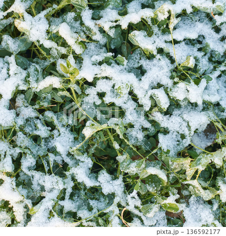 Snow-dusted green leaves in winter garden scenery capturing natures seasonal Snow-dusted green leaves in winter garden scenery capturing natures seasonal 136592177