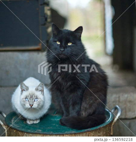 Two cats resting fluffy black cat and gray kitten sitting on green outdoor Two cats resting fluffy black cat and gray kitten sitting on green outdoor 136592218
