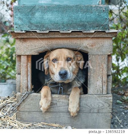 Brown dog relaxing in rustic wooden doghouse outdoors with content expression Brown dog relaxing in rustic wooden doghouse outdoors with content expression 136592219