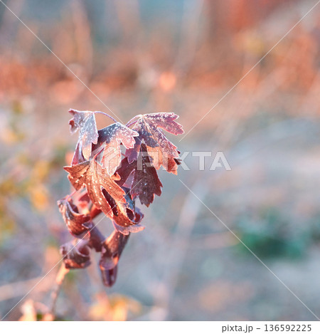 Close-up of frost-covered autumn leaves in soft morning light Close-up of frost-covered autumn leaves in soft morning light 136592225
