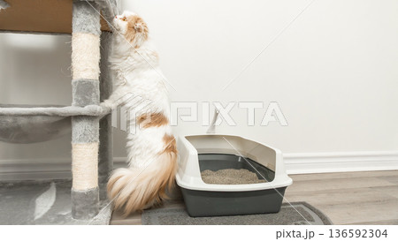 Domestic cat scratching a scratching post beside a litter box on a wooden floor in a modern indoor setting 136592304