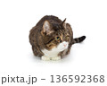 Beautiful gray tabby cat lies 136592368