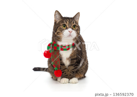 Very handsome and serious grey cat in a red scarf Very handsome and serious grey cat in a red scarf 136592370