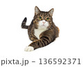 Brutal grey cat sits in a proud pose 136592371