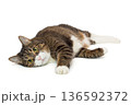 Large grey cat lies in a relaxed position 136592372