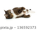Large grey cat lies  and looks up 136592373