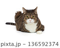 Brutal grey cat sits in a proud pose 136592374