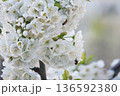 A branch of cherry blossoms blooming in spring  136592380
