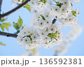 A branch of cherry blossoms blooming in spring  136592381
