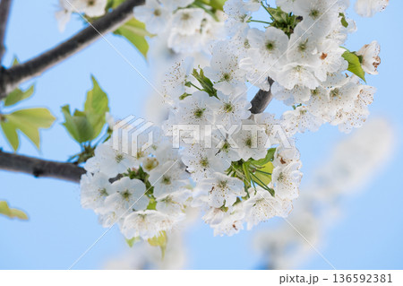 A branch of cherry blossoms blooming in spring  136592381