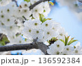 A branch of cherry blossoms blooming in spring  136592384
