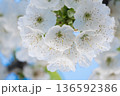 A branch of cherry blossoms blooming in spring  136592386