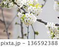 A branch of cherry blossoms blooming in spring  136592388