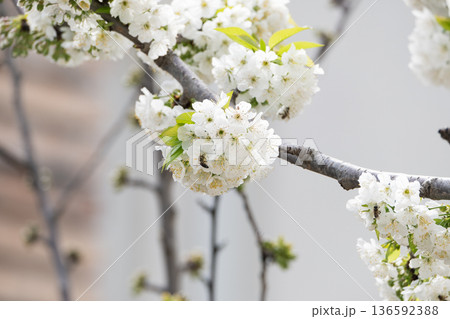 A branch of cherry blossoms blooming in spring A branch of cherry blossoms blooming in spring 136592388