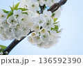 A branch of cherry blossoms blooming in spring  136592390