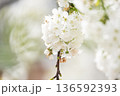 A branch of cherry blossoms blooming in spring  136592393
