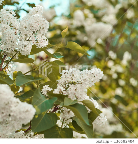 Blooming white lilac flowers in spring garden with lush green leaves and soft 136592404