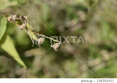 Creeping bellflower 136592411