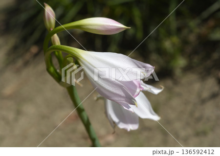 Orange River lilyOrange River lily Orange River lilyOrange River lily 136592412