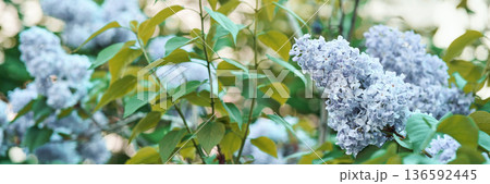 Beautiful lilac flowers with green leaves in garden setting during spring bloom 136592445