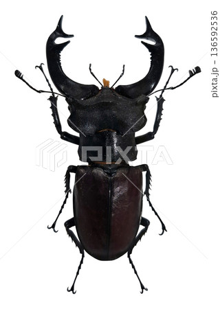 The large beetle European Stag Beetle Lucanus cervus is shown with prominent horns and a sturdy body. Isolated The large beetle European Stag Beetle Lucanus cervus is shown with prominent horns and a sturdy body. Isolated 136592536