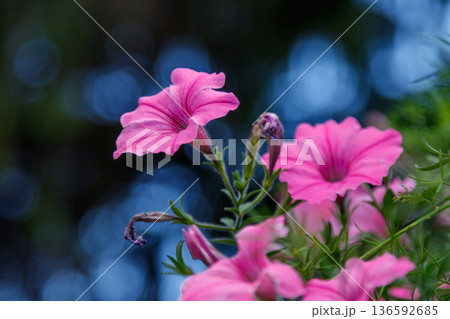 beautiful white and pink petunia flowers 136592685