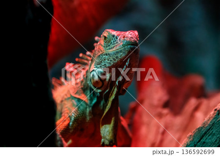 beautiful iguana lizard 136592699