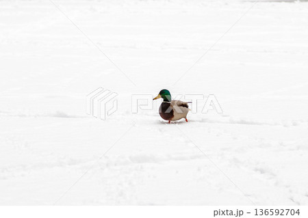 Ducks and drakes walk on snow and on a frozen lake 136592704