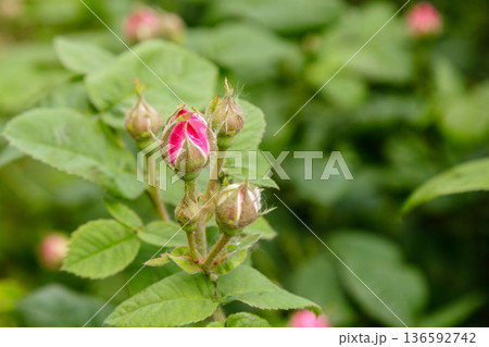 beautiful bushes of a blooming scarlet rose 136592742