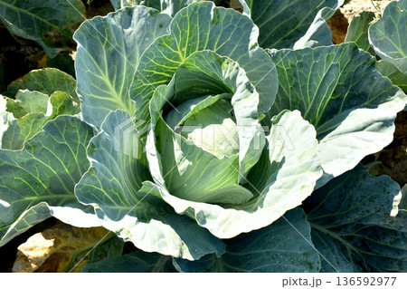 Cabbage ripens in the garden. Cabbage ripens in the garden. 136592977