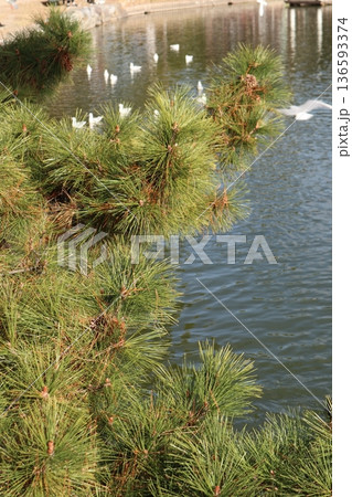 2024年・福岡・福岡市・風景・中央区大濠公園・大濠公園・其の五十 136593374