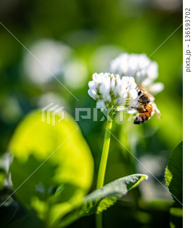 シロツメグサとミツバチ_縦 136593702