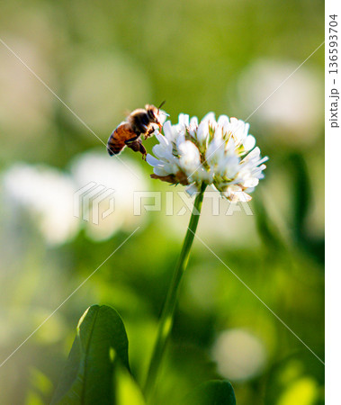 花から花へ飛ぶミツバチ_縦 136593704