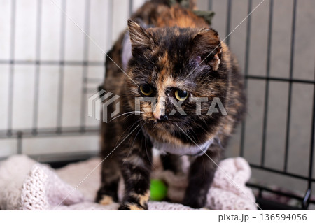 Fostered tortoise shell feline in crate exhibits attentive expression and relaxed posture 136594056