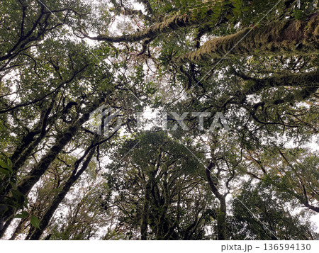 Santa Elena Cloud Forest Reserve, Costa Rica 136594130