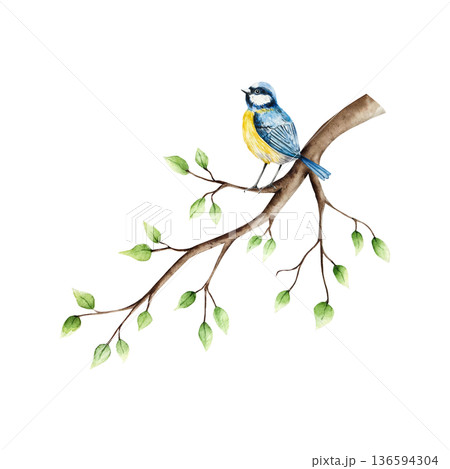 Spring branch with leaves and blue tit perche. Watercolor titmouse, easter hand drawn illustration isolated on background, transparent png. Botanical and wedding clip art. For greeting card, wallpaper Spring branch with leaves and blue tit perche. Watercolor titmouse, easter hand drawn illustration isolated on background, transparent png. Botanical and wedding clip art. For greeting card, wallpaper 136594304