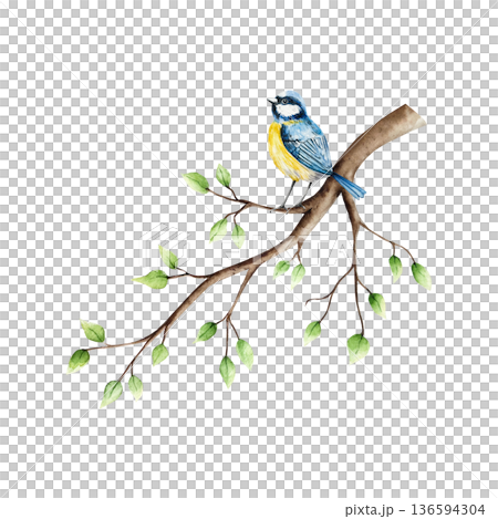 Spring branch with leaves and blue tit perche. Watercolor titmouse, easter hand drawn illustration isolated on background, transparent png. Botanical and wedding clip art. For greeting card, wallpaper Spring branch with leaves and blue tit perche. Watercolor titmouse, easter hand drawn illustration isolated on background, transparent png. Botanical and wedding clip art. For greeting card, wallpaper 136594304