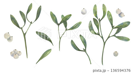 Hand drawn Christmas vibe mistletoe illustration shows green leaves and white berries in watercolor style with natural palette for cards decor packaging textile print art element use winter seasonal 136594376