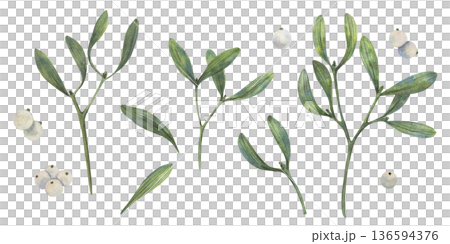 Hand drawn Christmas vibe mistletoe illustration shows green leaves and white berries in watercolor style with natural palette for cards decor packaging textile print art element use winter seasonal 136594376