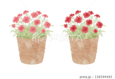 籠に入った赤とピンク色のカーネーションの鉢植え 水彩風 籠に入った赤とピンク色のカーネーションの鉢植え 水彩風 136594483