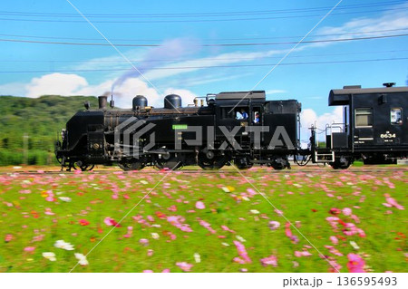 秋桜の鬼怒川路を駆ける…【SL大樹】C11325 136595493