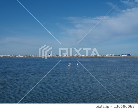 Winter Haven: Flamingos in the Shallow Waters of Tunisia 136596065