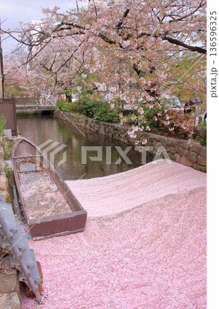 京都　高瀬川の春風景 136596325