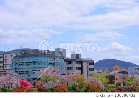 京都 鴨川の春風景 京都 鴨川の春風景 136596432