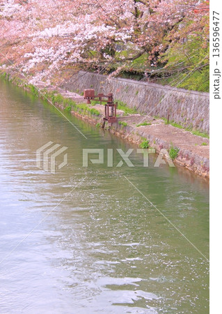 京都　岡崎疏水の春風景 136596477