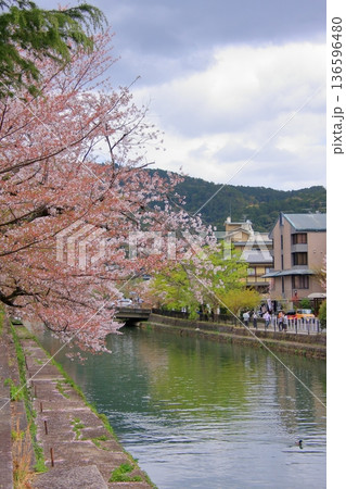 京都 岡崎疏水の春風景 京都 岡崎疏水の春風景 136596480