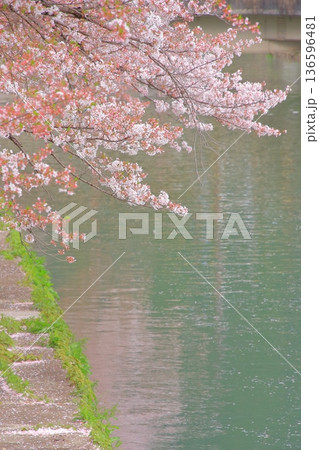 京都　岡崎疏水の春風景 136596481